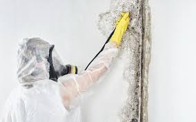 Cordova, AK Mold Removal Company